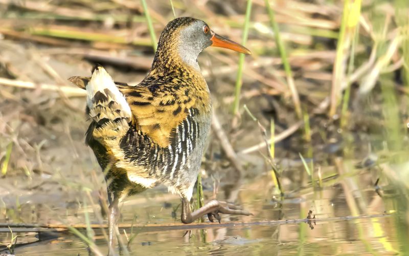 Water Rail